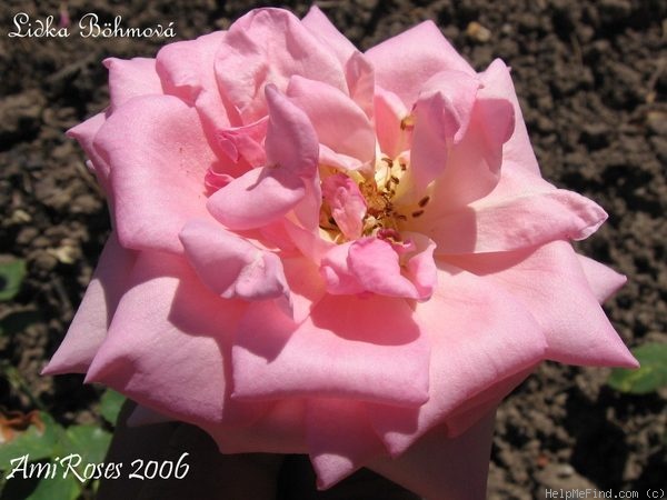 'Lidka Böhmová' rose photo
