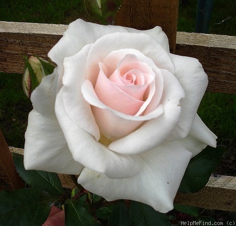'Iceberg, Cl.' rose photo