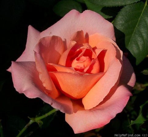 'Marí Dot' rose photo
