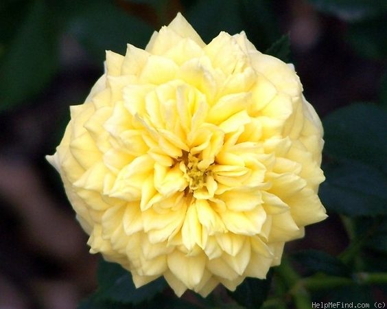 'Polly Sunshine' rose photo
