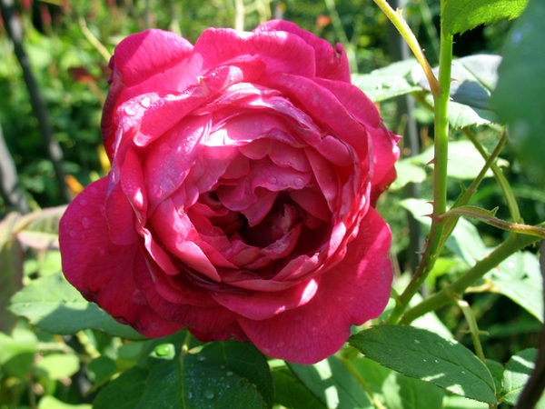 'Eugène Appert' rose photo