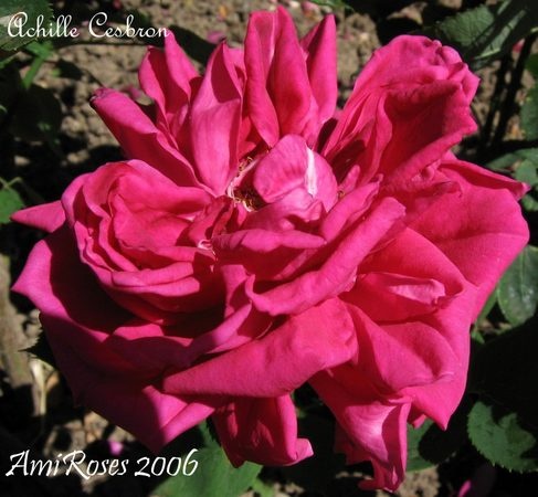 'Achille Cesbron' rose photo