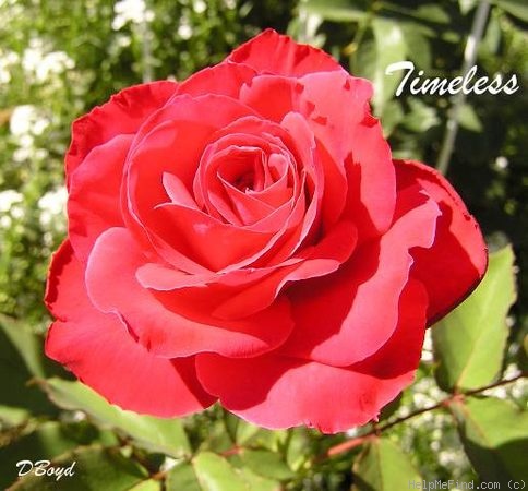 'Timeless (hybrid tea, Zary 1997)' rose photo