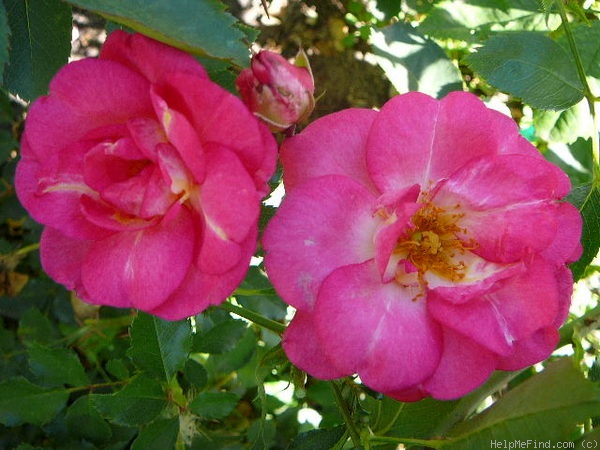 'Sunrise Sunset (shrub, Lim, 2004)' rose photo