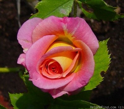 'Marlène Jobert' rose photo