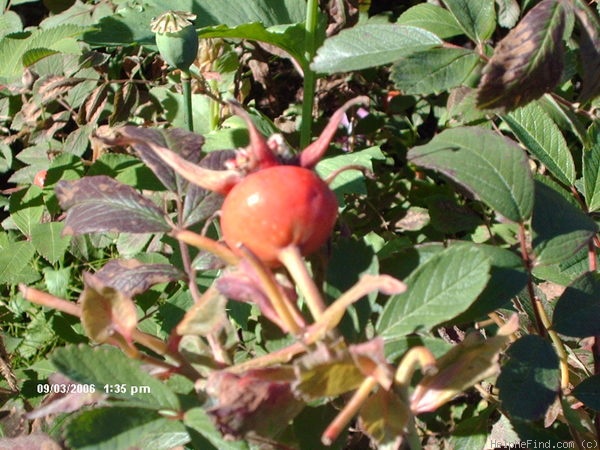 'Julia Bugnet' rose photo