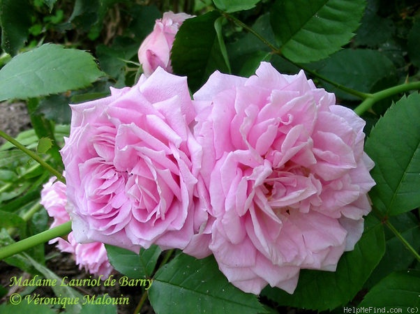 'Madame Lauriol de Barny' rose photo