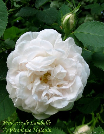 'Princesse de Lamballe' Rose
