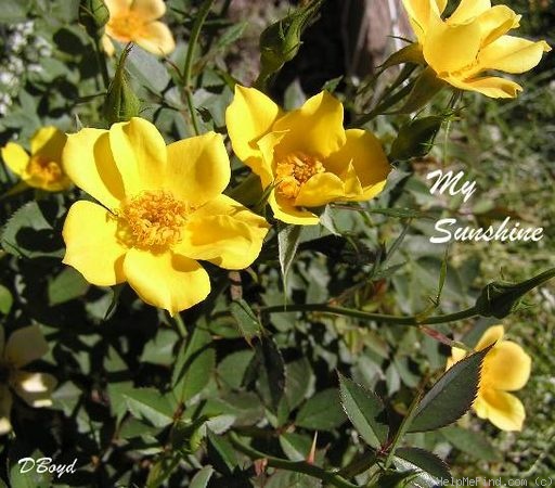 'My Sunshine' rose photo