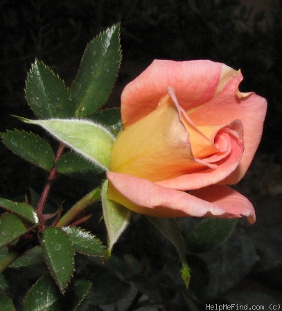 'Miss Lindsey' rose photo