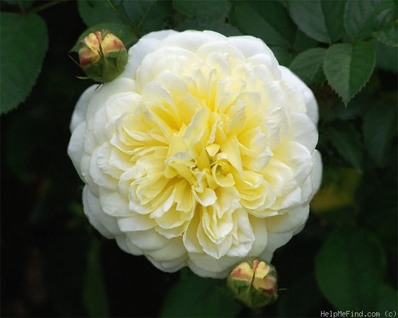 'The Pilgrim ®' rose photo