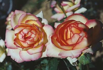 'Conard-Pyle (Star Roses)'  photo