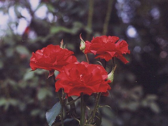 'Olé (grandiflora, Armstrong, 1964)' rose photo