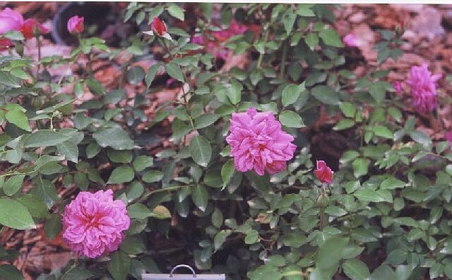 'Malmaison Rouge (bourbon, Gonod, 1882)' rose photo