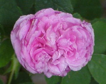 'Henri Fouquier' rose photo