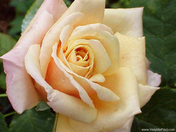 'Summer's Kiss™' rose photo