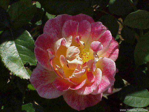 'Champagne Cocktail (floribunda, Horner 1983)' rose photo
