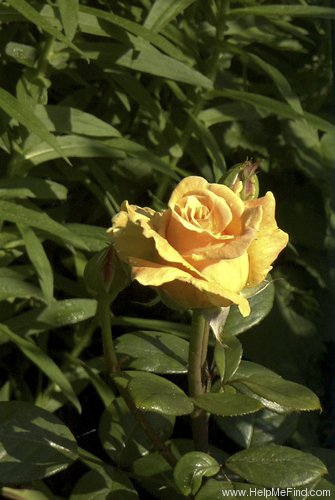 'Indian Summer (hybrid tea, Pearce before 1986)' rose photo