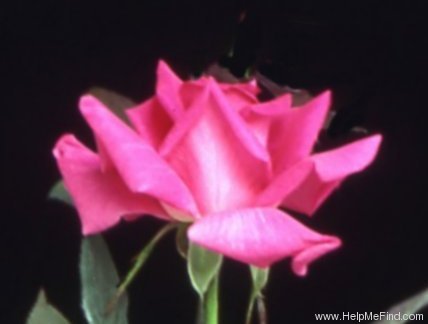 'Infinity (hybrid tea, Sheldon, 1993)' rose photo