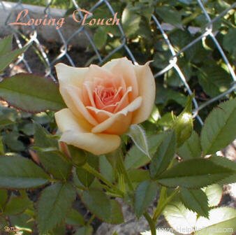 'Loving Touch ™' rose photo