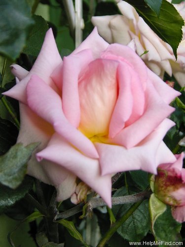 'Compassion ® (Large-Flowered Climber Harkness, 1972)' rose photo