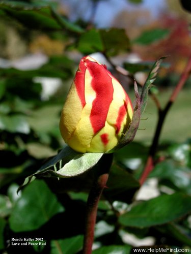 'BAIpeace' rose photo