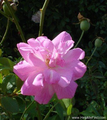'Common Monthly' rose photo