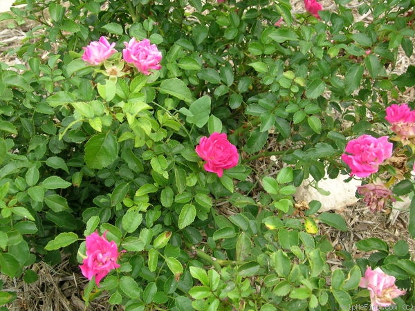 'Little Mischief' rose photo