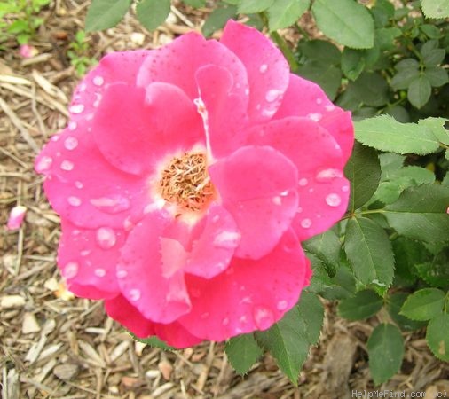 'Hot Wonder' rose photo