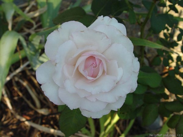 'Ginger Hill' rose photo