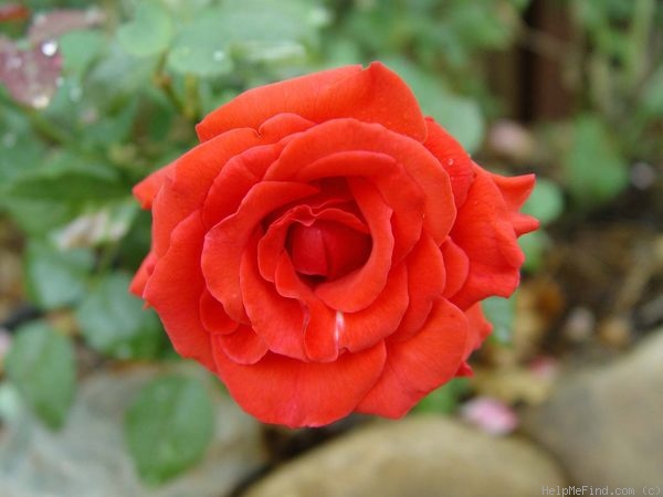 'Kanegem' rose photo