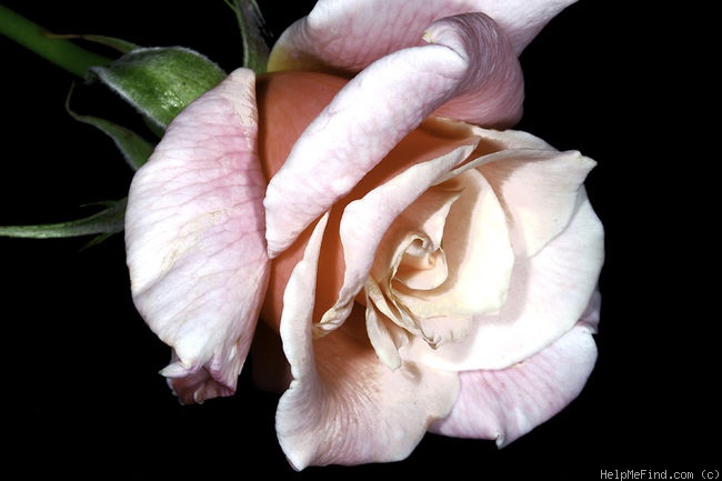 'First Love (hybrid tea, Swim, 1950)' rose photo