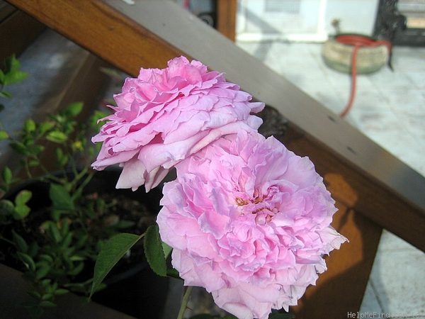 'The Mayflower' rose photo