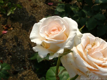 'Amorosa (florist's rose, Kordes, 1993)' rose photo