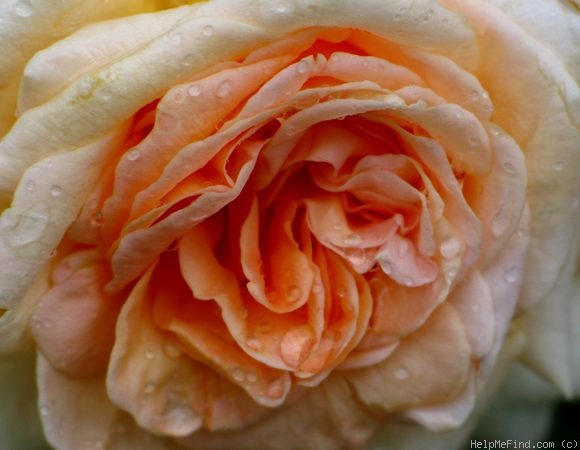 'Special Occasion' rose photo