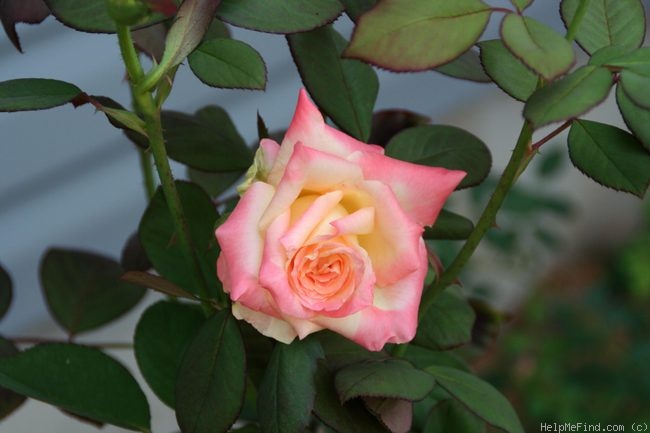 'Princess Diana' rose photo