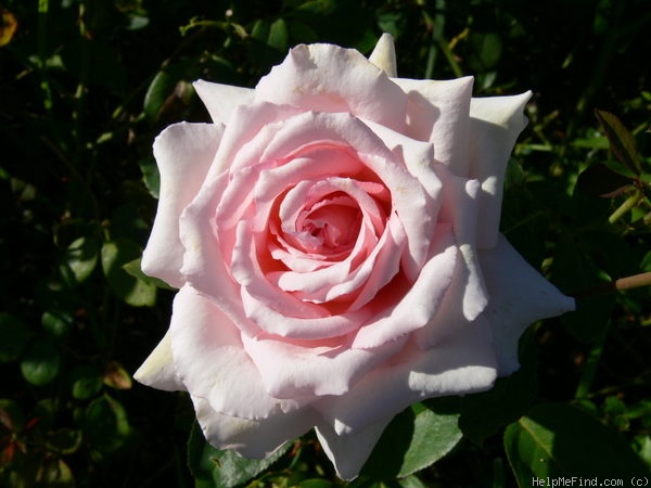 'Brinessa' rose photo