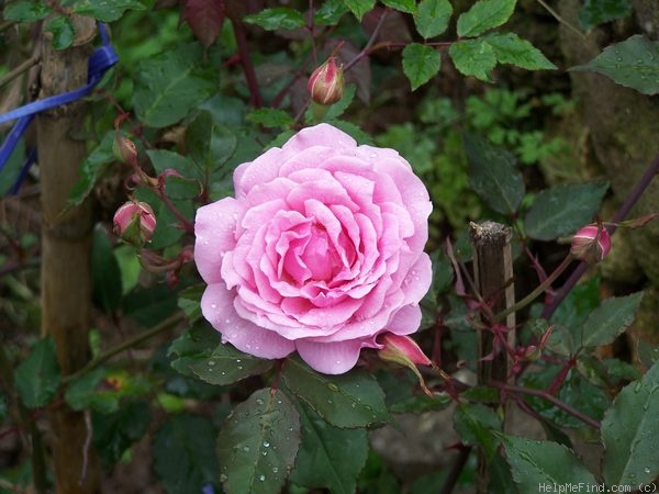 'New Blush ™' rose photo
