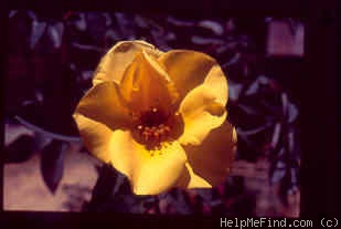 'Golden Threshold ™' rose photo