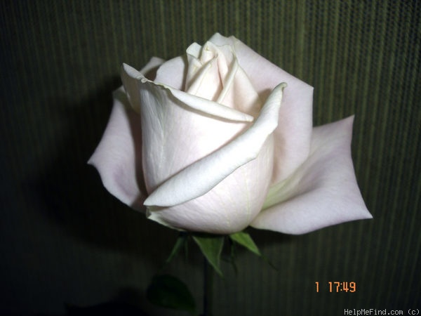 'Marchenkonigin' rose photo