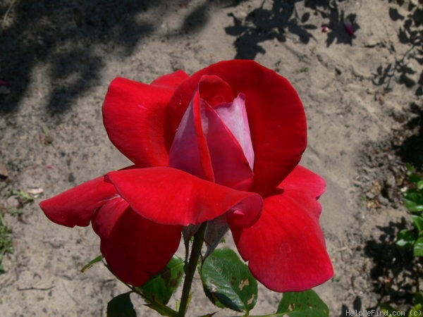 'Eternally Yours' rose photo