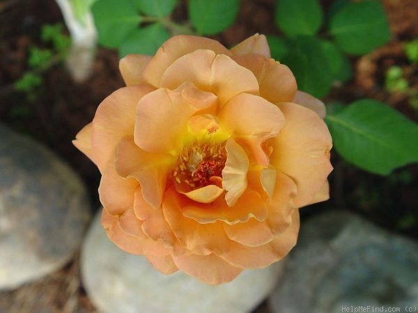 'Autumn Gold' rose photo