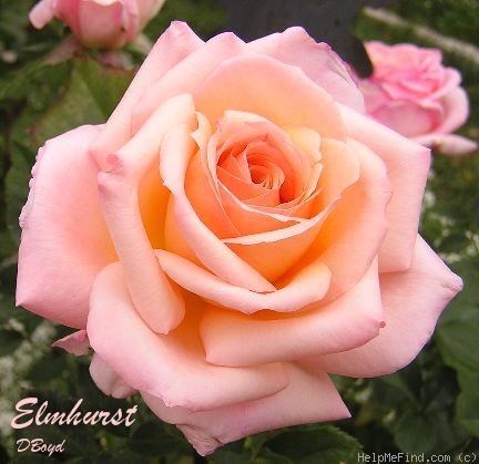 'Elmhurst' rose photo