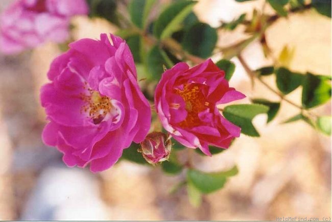 'The French Strumpet' rose photo