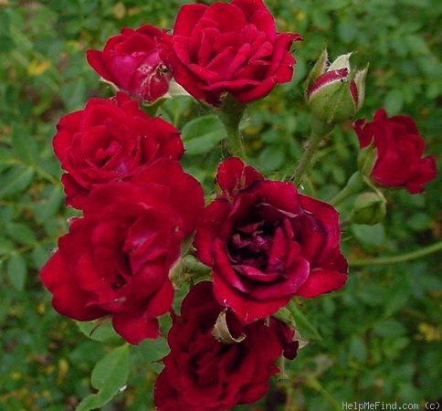 'Red Cascade' rose photo