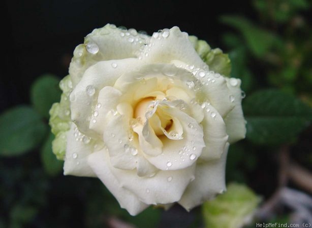 'Emerald Hit ®' rose photo