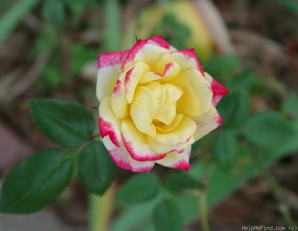 'Dazzler ™ (miniature, Kelly, 1997)' rose, click to enlarge 'Dazzler ™ (miniature, Kelly, 1997)' rose photo