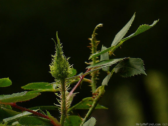 'Dresden Doll' rose photo