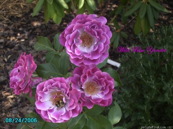 'Wild Blue Yonder ™' rose photo