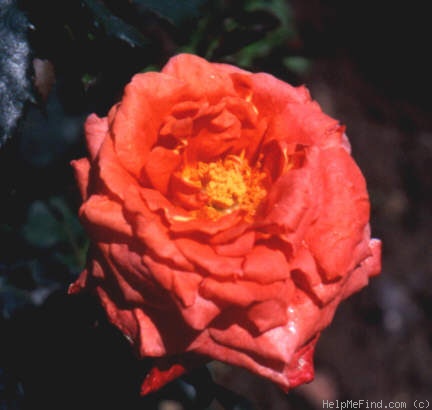'Anita Stahmer' rose photo